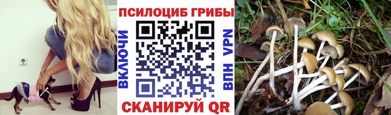 Галлюциногенные грибы GOLDEN TEACHER нарко площадка телеграм Кореновск